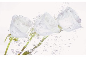 Фототапети кристални рози с водни капки