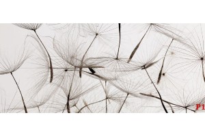 Фототапети сиви глухарчета разпръснати Фототапети сиви глухарчета разпръснати