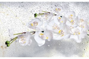 Фототапети клонка орхидеи на сиви водни капки