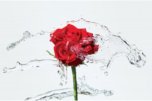 Фототапети червена роза с водни пръски 