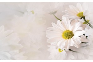 Фототапети нежни маргаритки на бежов фон