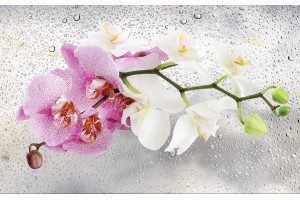 Фототапети клонка орхидея на фон водни капки