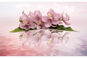 Фототапети пастелна композиция с клонка орхидея в два варианта