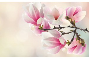 Фототапети клонка розова орхидея преливащ фон