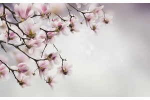 Фототапет клонка пролетен цвят на сив фон