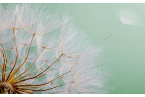 Фототапет прекрасно разперено глухарче на зелен фон 