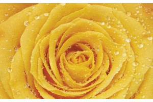 Фототапети жълта роза водни капки