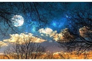 Фототапет нощно небе с кръгла луна и клони от дървета 