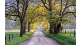 Фототапети селски път с корони на дървета