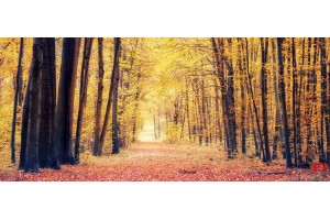 Фототапети есенна гора пътека 2 Фототапети есенна гора пътека 2