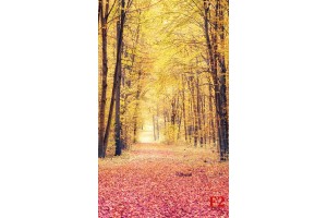Фототапети есенна гора пътека 2 Фототапети есенна гора пътека 2