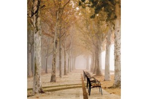 Фототапет красив парк с дървета и пейки