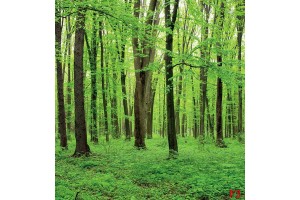 зелена гора модел 4