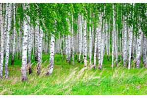Фототапет брезова гора пролетен изглед 
