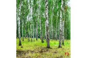 Фототапет горски пейзаж на гора с брези 