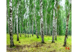 Фототапет горски пейзаж на гора с брези 