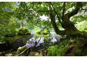 Фототапет величествено дърво край езеро
