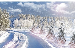 Фототапети зимен пейзаж борова гора