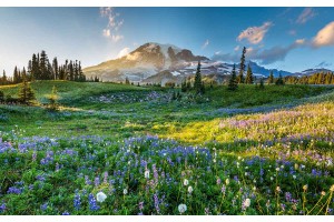 Фототапет пейзаж с красива планинска поляна 