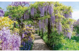 Фототапет градина пейзаж пергола-арка с лилава глициния
