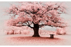 Фототапет дизайнерски дърво розов пейзаж