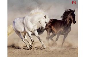 Фототапет двойка коне в галоп 