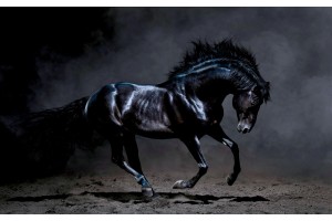 Фототапет красив черен кон
