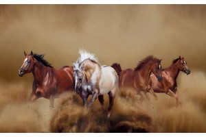 Фототапети красиви коне в галоп модел в 2 цвята