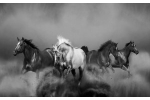 Фототапети красиви коне в галоп модел в 2 цвята