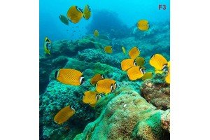 Фототапет тюркоазено морско дъно с жълти рибки