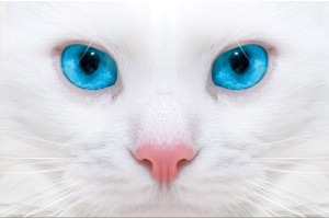 Фототапети бяла котка със сини очи