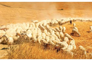 Фототапет поле със стадо овце