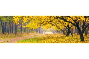 Фототапет макси размер жълта гора и пътека 